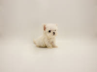 퍼피힐 강아지분양