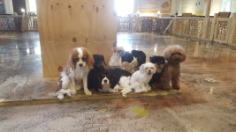 헤이독 대전점