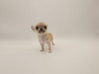 퍼피힐 강아지분양