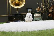 일산강아지분양 스마트독