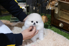 일산강아지분양 스마트독