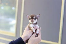 일산강아지분양 스마트독