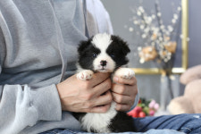 일산강아지분양 스마트독