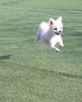 놀개나개