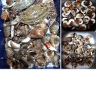 꽃지오션빌펜션