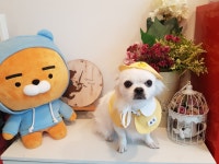 나나리펫하우스