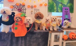 나나리펫하우스