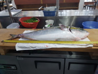 23호 털보네횟집