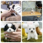 일산강아지분양 스마트독