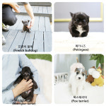 일산강아지분양 스마트독