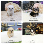 일산강아지분양 스마트독