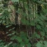 지엠에스코포레이션