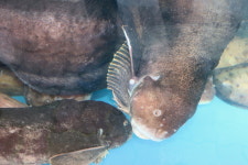 동해바다곰치국