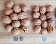 봉화알꽉찬호두