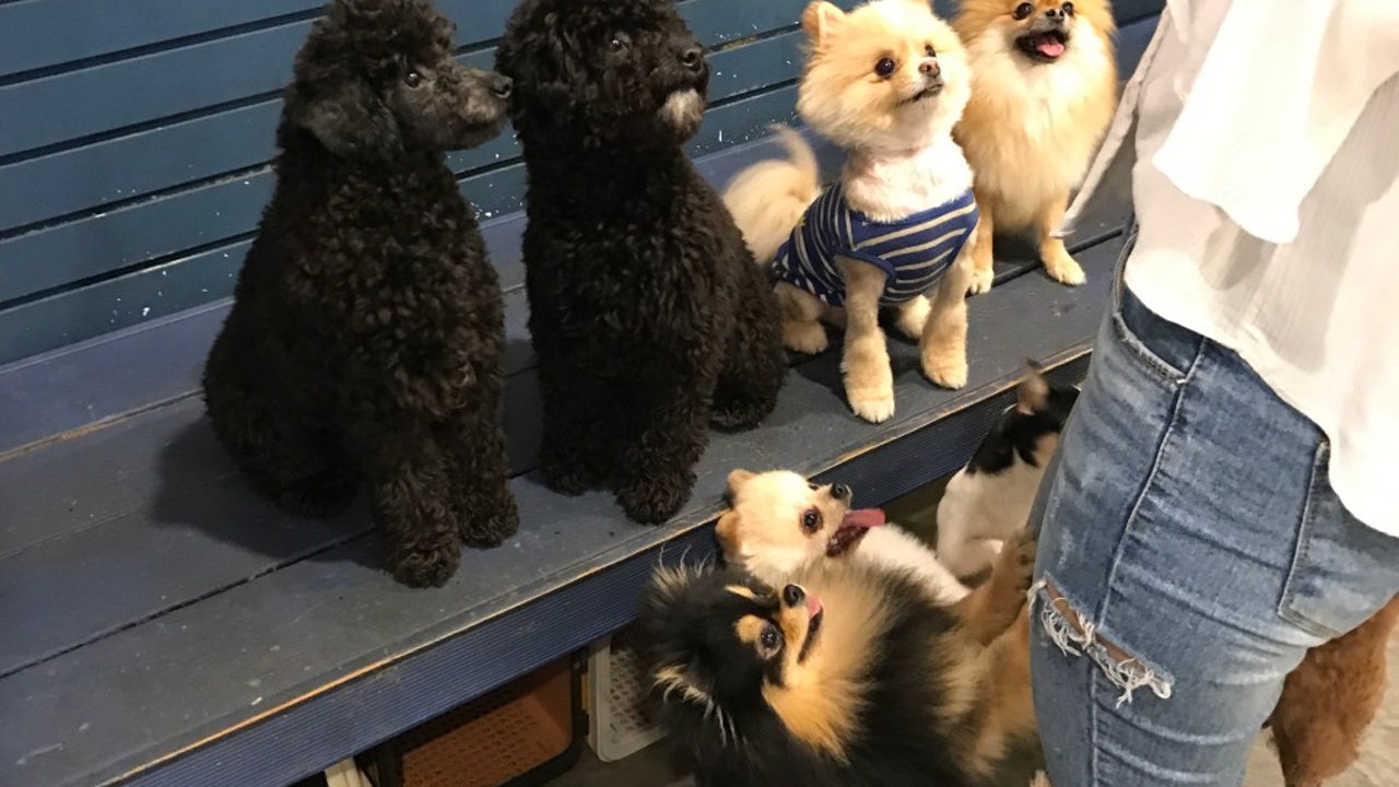 힐링독
