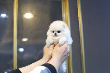 일산강아지분양 스마트독