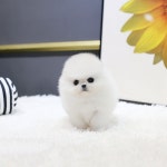 일산강아지분양 스마트독