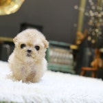 일산강아지분양 스마트독