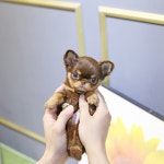 일산강아지분양 스마트독