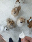 해피하개