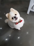 까꿍펫살롱
