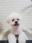 몽이애견미용