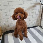 몽이애견미용