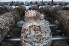 화엄골표고버섯농장