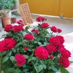 플라워카페 소월의봄