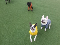 쉬어가개