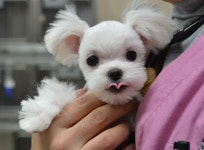 센트럴동물병원