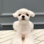 미쓰박 펫 살롱