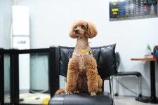 복이애견샵