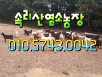 속리산염소농장