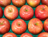 늘미마을 된장은행