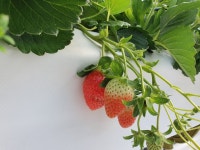 리버아일리농장