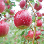 늘미마을 된장은행