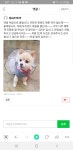 영희와바둑이애견미용샵