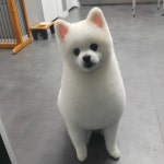 블리스독