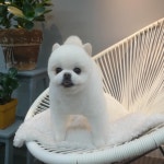 블리스독