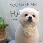 뽀송뽀송 애견미용실