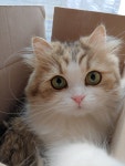 묘랑 고양이 카페