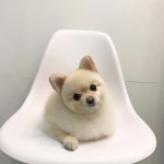 살롱드댕댕