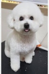 마미몽 펫샵