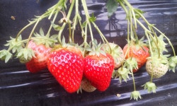 윤기네딸기체험농장