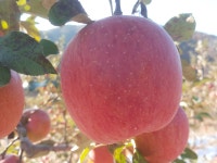 스윗트리팜 가천농원 시골아씨