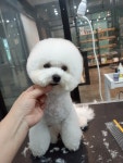 꼬망스펫살롱