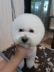 꼬망스펫살롱