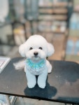 꼬망스펫살롱