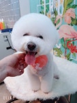 꼬망스펫살롱